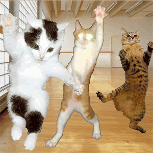 happy cat gif dancing