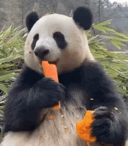 animated gif panda