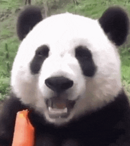 Animal Gif,Bear Gif,Black And White Gif,Cute Gif,Giant Panda Gif,Pole Gif,South Central China Gif