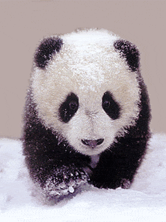 Animal Gif,Bear Gif,Black And White Gif,Cute Gif,Giant Panda Gif,Pole Gif,South Central China Gif