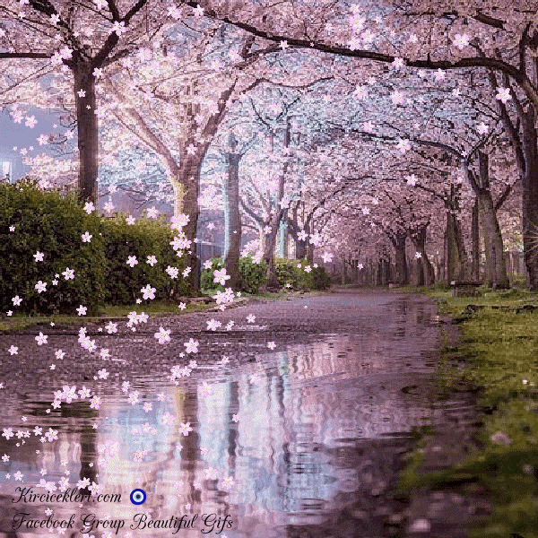 Cherry Blossoms GIF - Cherry Blossoms - Discover & Share GIFs