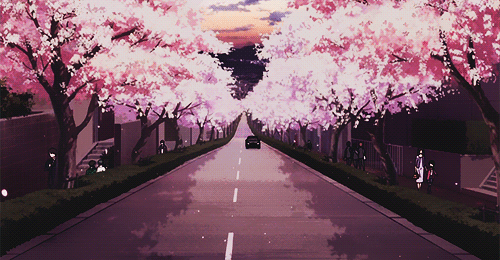 Cherry Blossom GIFs