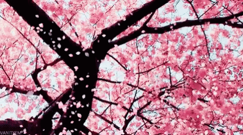Sakura Cherry Blossoms GIF - Sakura CherryBlossoms Petals - Discover &  Share GIFs