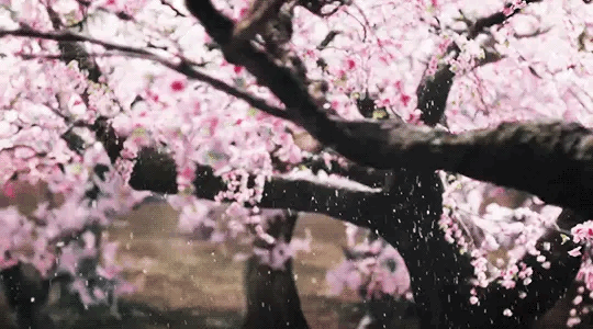 Explore blossom tree GIFs