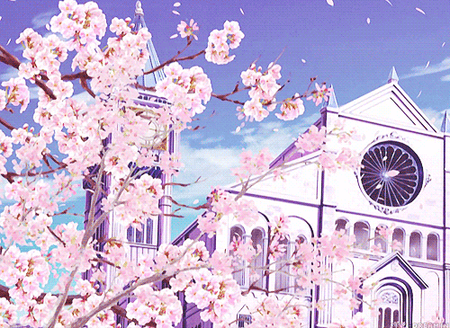 cherry blossom cherry flowers gif | WiffleGif