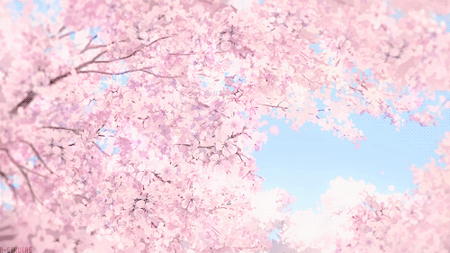 cherry blossom gifs Page 4  WiffleGif