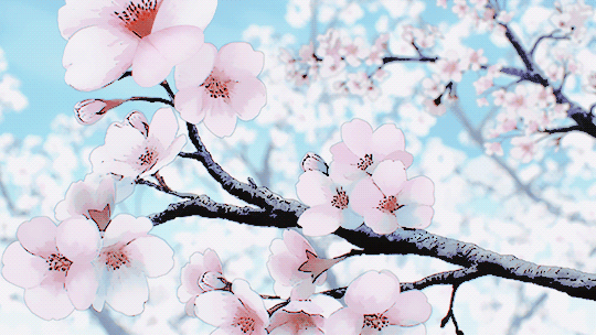 Japanesecherryblossoms GIFs  Get the best GIF on GIPHY