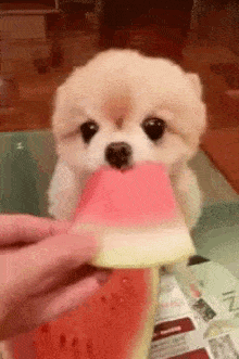 New trending GIF tagged animals dog cute puppy…
