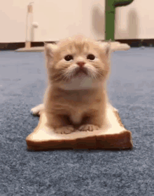 Cute Cat GIF - Cute Cat - Discover & Share GIFs in 2023