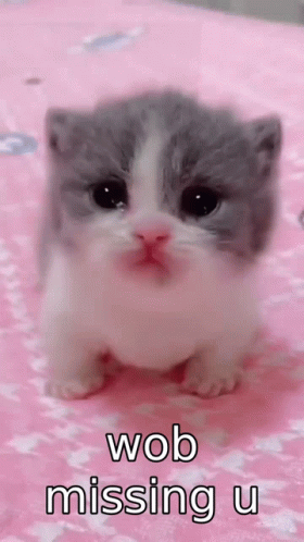 Kitten Gif,Animal Gif,Cat Gif,Cute Gif,Small Gif,Sweet Gif
