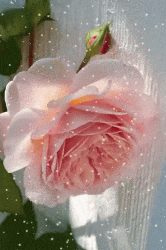 Cherry Blossom Gif - IceGif