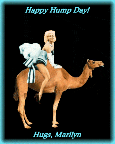 Pets Gif,Animal Gif,Arabian Gif,Hoofed Gif,Hump Day Camel Gif,Hump ​​on Your Back Gif,Load Animal Gif,Two-Toed Gif