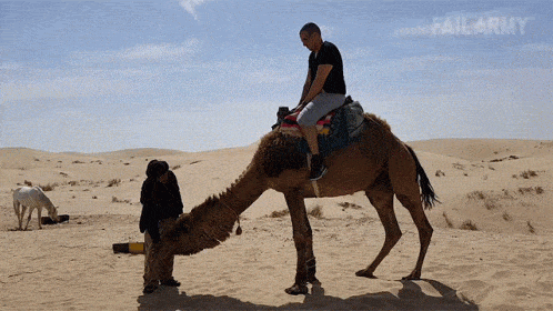 Pets Gif,Animal Gif,Arabian Gif,Hoofed Gif,Hump Day Camel Gif,Hump ​​on Your Back Gif,Load Animal Gif,Two-Toed Gif