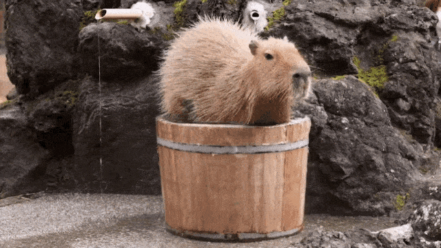 Capybara!