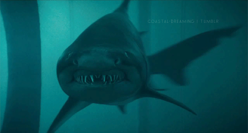 batman shark gif
