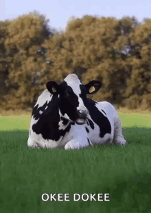Polish Cow Gif - IceGif