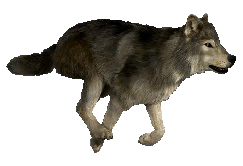 grey wolf tumblr gif