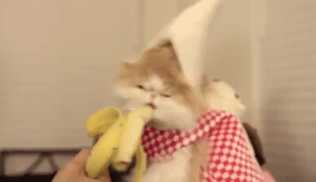 Animated Gif,Banana Gif,Banana Cat Gif,Cute Gif,Dances Gif,Suprised Gif