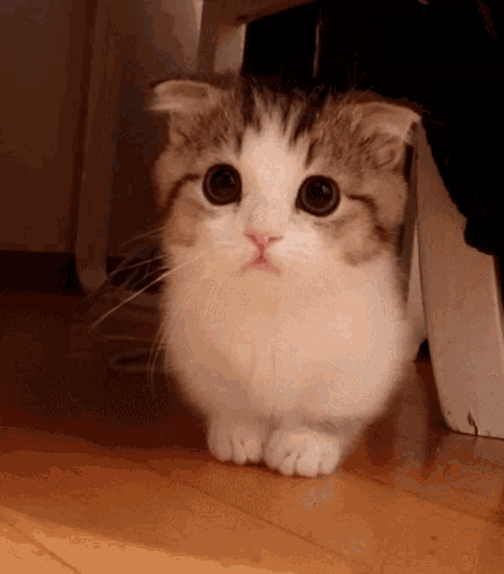 Cute Cat Gif - IceGif