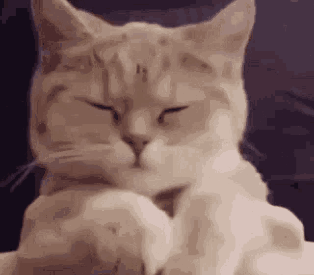 Cute Angry Cat GIFs