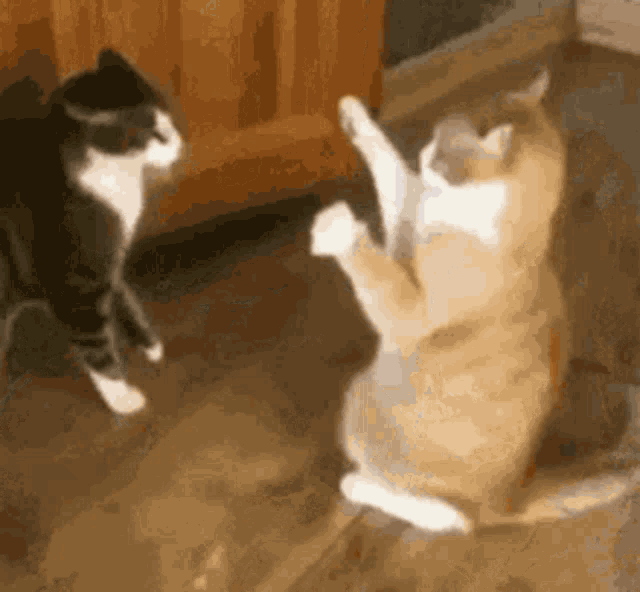 Funny Animals Download GIFs