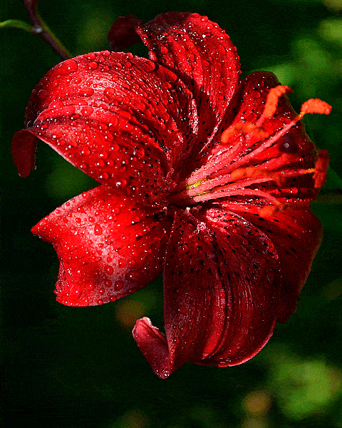 Hibiscus Flower Gif