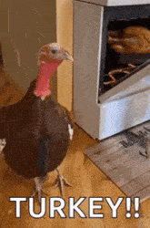 Turkey Bird Gif