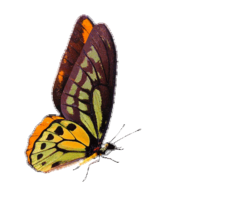 Beautiful Gif,Butterfly Gif,Colored Gif,Flower Gif,Fly Gif,Spring Gif,Wing Gif