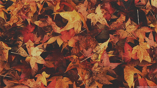 Color Gif,Romantic Gif,Autumn Gif,Leaf Fall Gif,Nature Gif,Nice Gif,View Gif