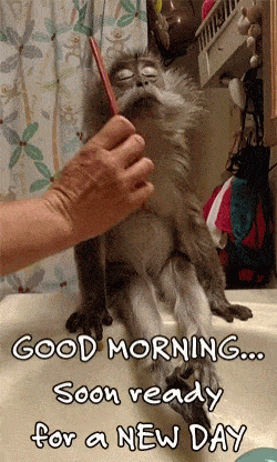 Good Morning Wednesday Cat Gif