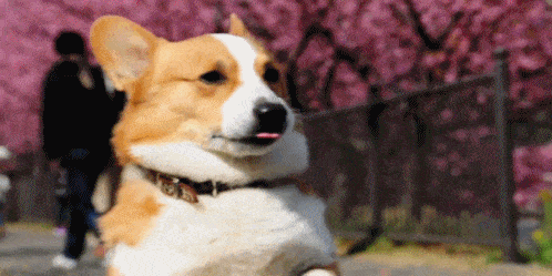 The 28 Funniest Animal GIFs Ever